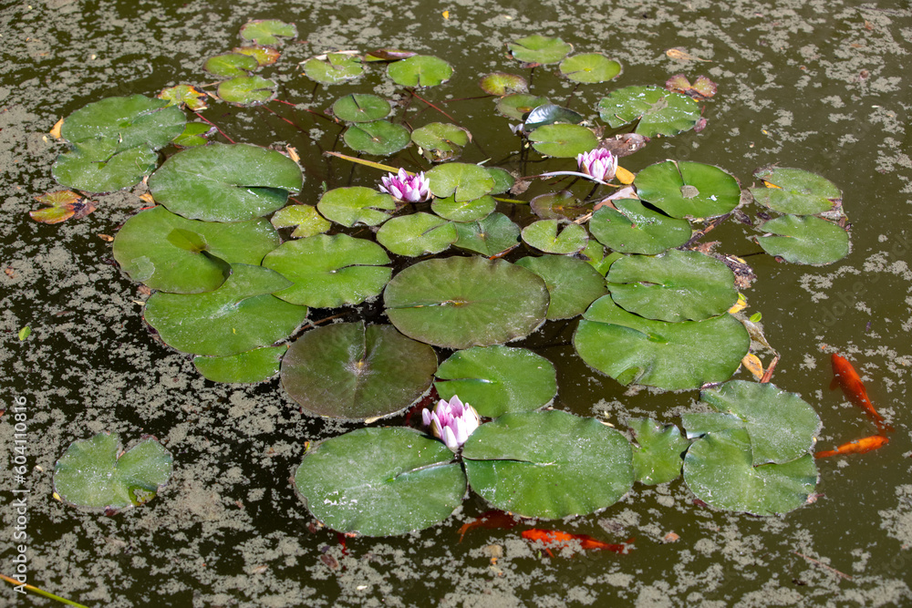 Pond with water lily and koi fish Pond with water lily and koi fish