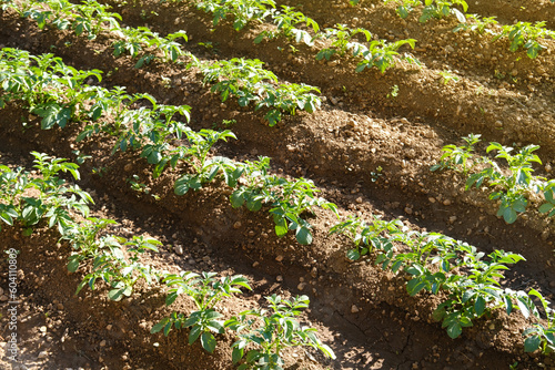 green rows of potato tops, fields of ripening Solanum agro culture, vegetable plants, agricultural concept, environmentally friendly plants, vegetable production, fertilizer application, food crisis