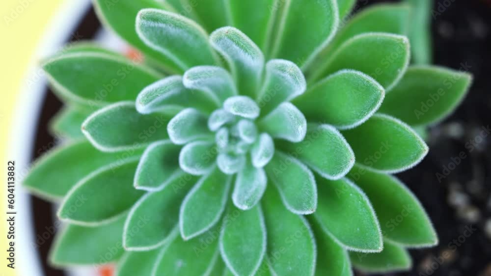 echeveria with fluffy petals in pot on yellow background echeveria with fluffy petals in pot on yellow background