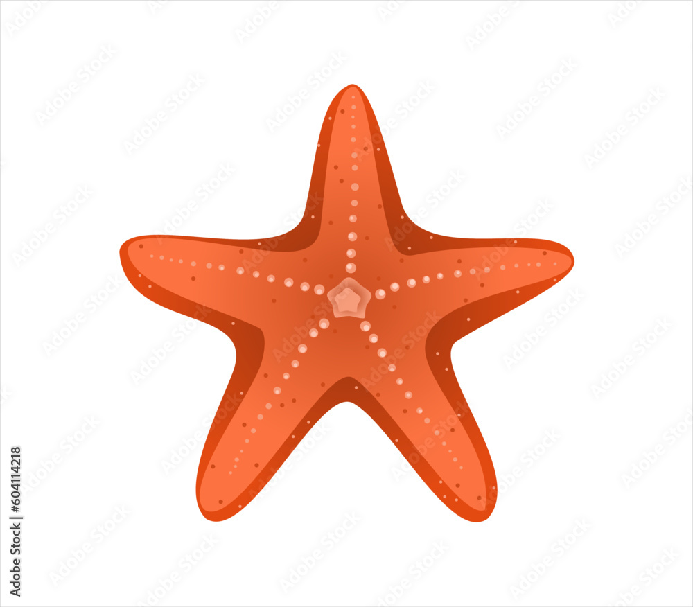 Vector of starfish or seastar on white background Vector of starfish or seastar on white background