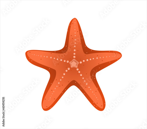 Vector of starfish or seastar on white background