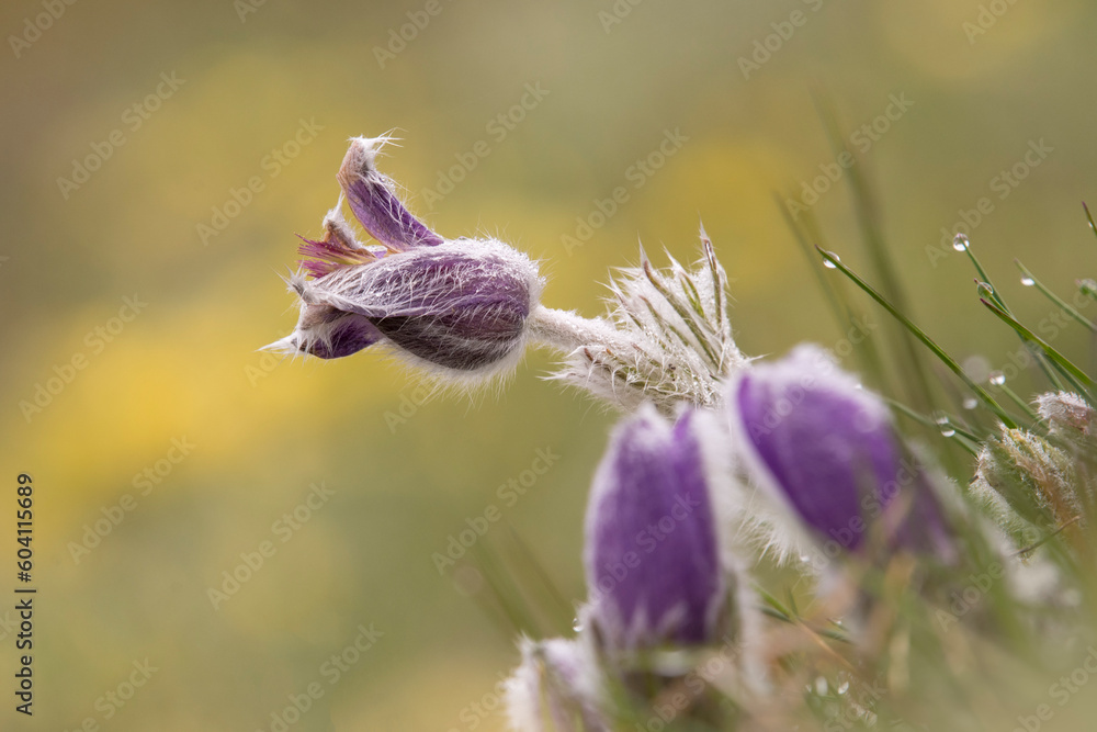 Macro of Pulsatilla vulgaris, the pasqueflower, Italian Alps.