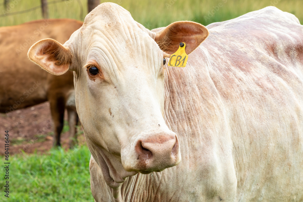 Herd of Jersey dairy cattle in the confinement of a dairy farm in Brazil Herd of Jersey dairy cattle in the confinement of a dairy farm in Brazil