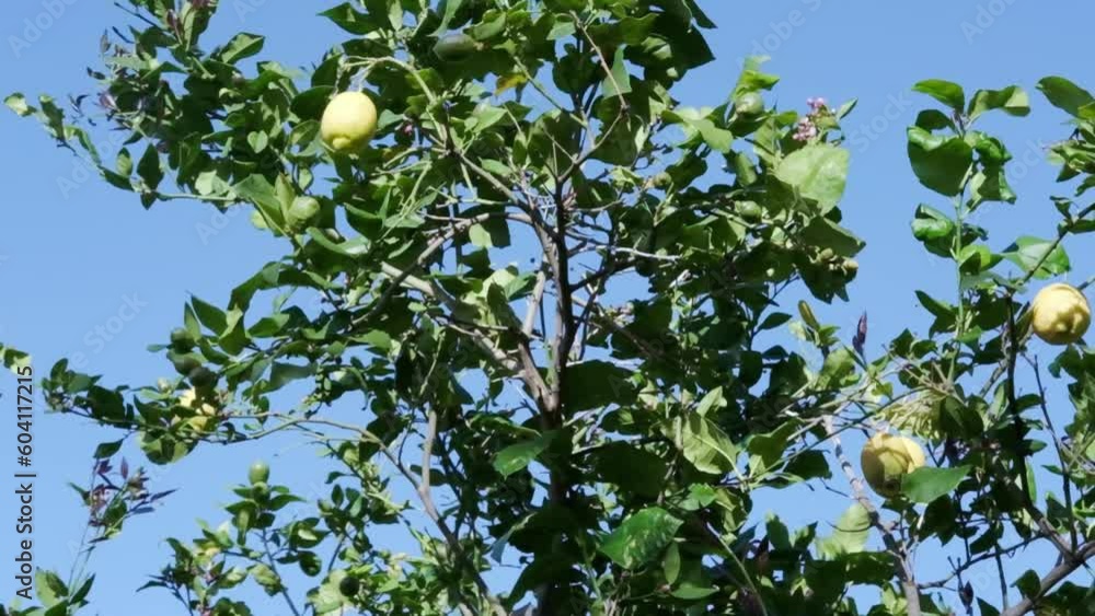 ripening fruits lemon tree of genus Citrus of Rutaceae family, garden in valley, plantation trees genus Citrus family Rutaceae, healthy food, vitamin c, industrial citrus fruit production ripening fruits lemon tree of genus Citrus of Rutaceae family, garden in valley, plantation trees genus Citrus family Rutaceae, healthy food, vitamin c, industrial citrus fruit production