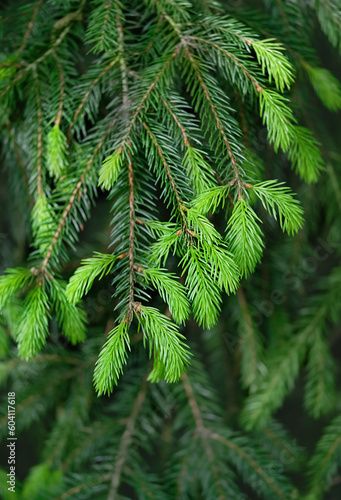 spring young needles on spruce branches close up  abstract green natural background. young needles of Evergreen coniferous tree used healing ingredient of folk medicine  containing vitamin C.