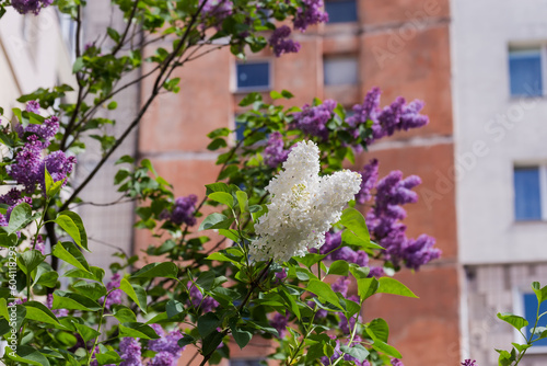 Fototapeta Naklejka Na Ścianę i Meble -  Inflorescences of white lilac against the purple lilac and building