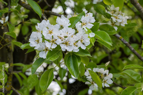 Branches of blooming pear tree on a blurred background