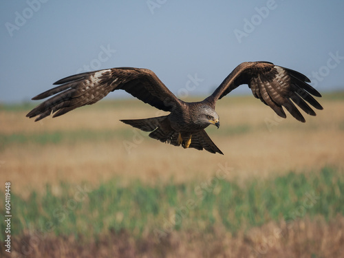 Black Kite in flight (Milvus migrans), isolated on blurred background