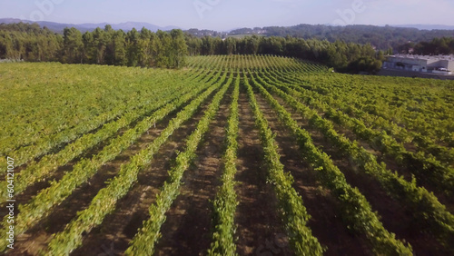 Rows of grape vines