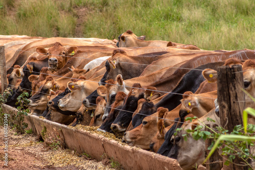 фотографія Herd of Jersey dairy cattle in the confinement of a dairy farm in Brazil