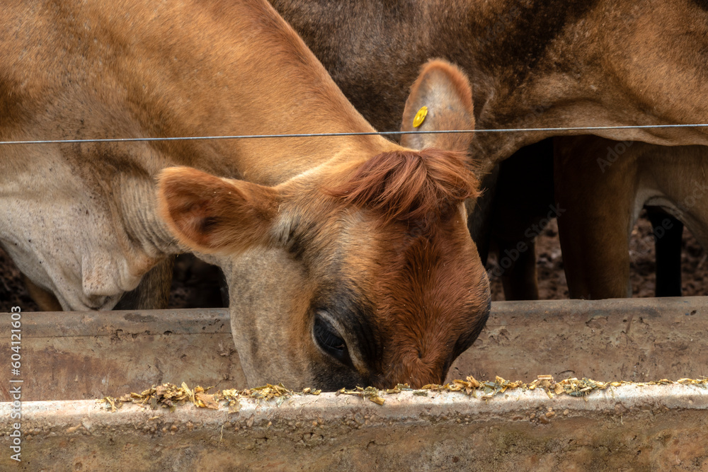 Herd of Jersey dairy cattle in the confinement of a dairy farm in Brazil Herd of Jersey dairy cattle in the confinement of a dairy farm in Brazil