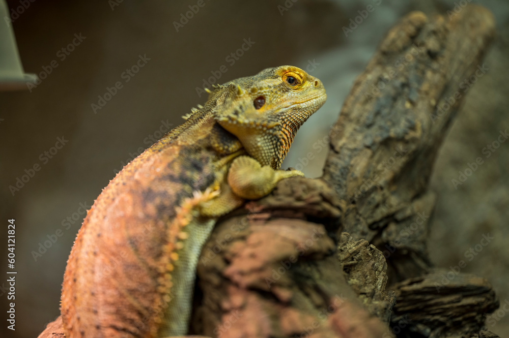 Pogona vitticeps lies on old dry trunk Pogona vitticeps lies on old dry trunk
