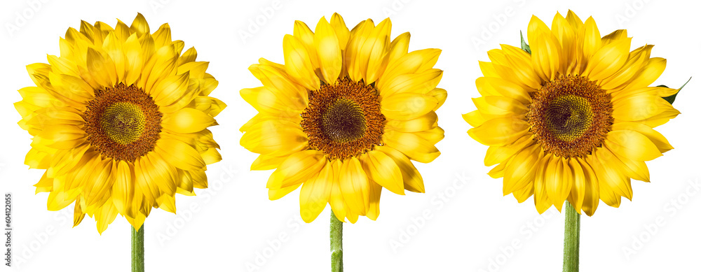 Grupo de girassóis amarelos isolado em fundo transparente - flor girassol em fundo transparente - obrazy, fototapety, plakaty 