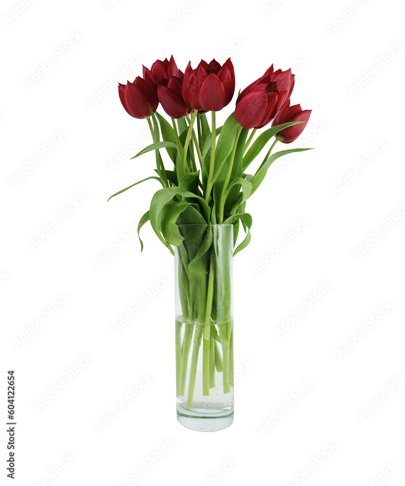 Red tulip garden flowers bouquet in transparent glass vase, cutout composition with clipping path object, floral element of design, decor, front view