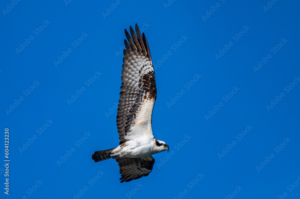 Osprey Flying Over Pond