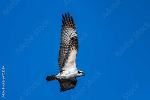 Osprey Flying Over Pond