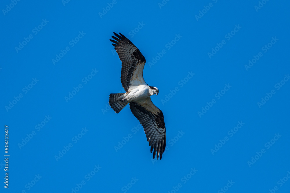 Obraz premium Osprey Flying Over Pond