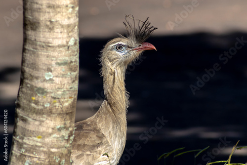 Close up red legged seriema or crested cariama (Cariama cristata) in the urban area of the city in Brazil photo