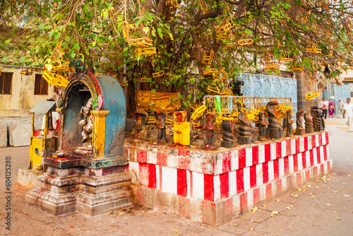 Holy tree at Meenakshi Temple