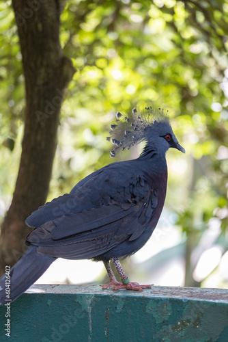 Canvas Print Kuala Lumpur Birds Park