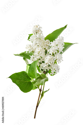 Lilac flowers closeup isolated on white background