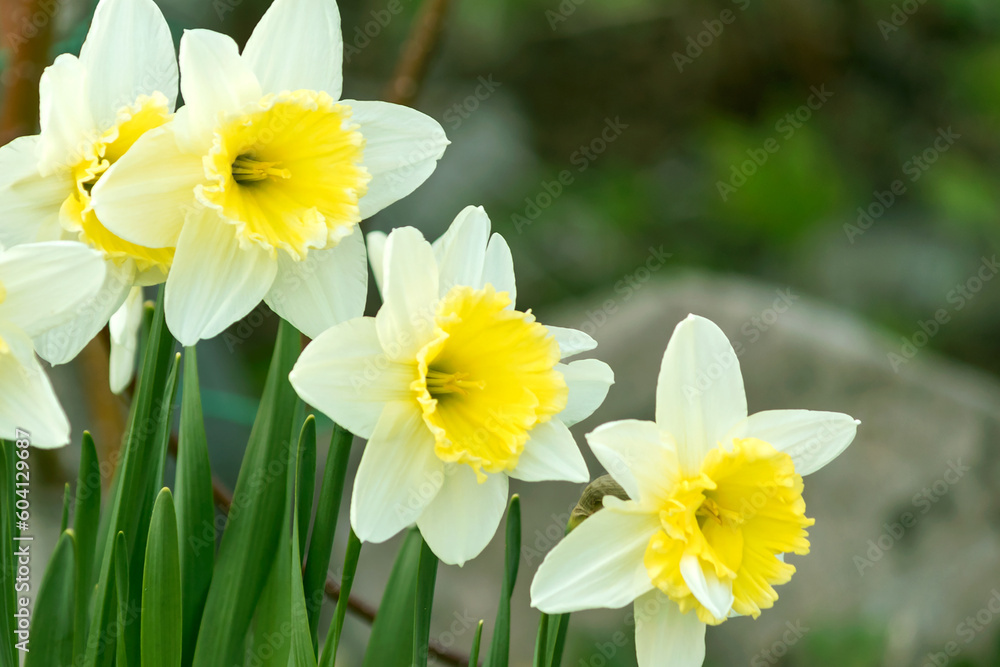Spring blooming bulbous daffodil on a flower bed. Spring blooming bulbous daffodil on a flower bed.