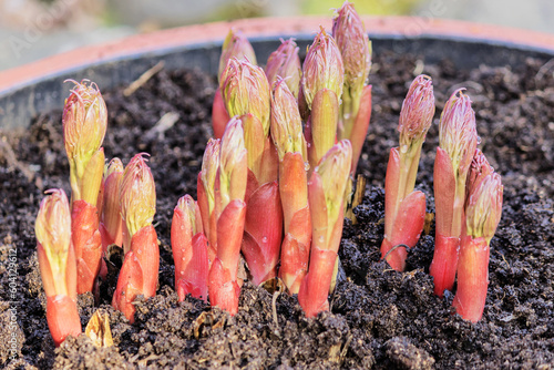 Spring fresh sprouts of a perennial ornamental peony bush in nutrient soil after winter.