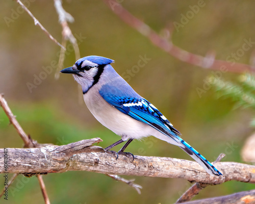 Blue Jay Photo and Image. Side view perched on a tree branch with a forest blur background in its environment and habitat surrounding displaying blue feather plumage. Jay Picture.