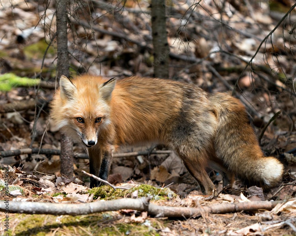 Red Fox Photo Stock. Fox Image. Close-up profile side view in the spring season displaying fox tail, fur, in its environment and habitat with a blur foliage background. Picture. Portrait. Photo. Red Fox Photo Stock. Fox Image. Close-up profile side view in the spring season displaying fox tail, fur, in its environment and habitat with a blur foliage background. Picture. Portrait. Photo.