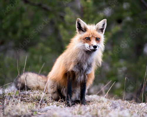 Red Fox Photo Stock. Fox Image. close-up profile view sitting and looking at camera with a blur forest background in its environment and habitat. Picture. Portrait. ©  Aline