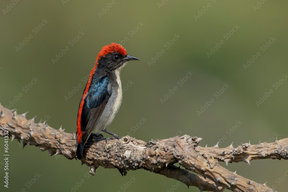 scarlet backed flowerpecker bird from satchori forest, sylhet, bangladesh scarlet backed flowerpecker bird from satchori forest, sylhet, bangladesh