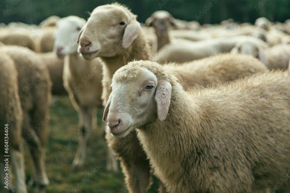 Obraz premium sheep shearer 