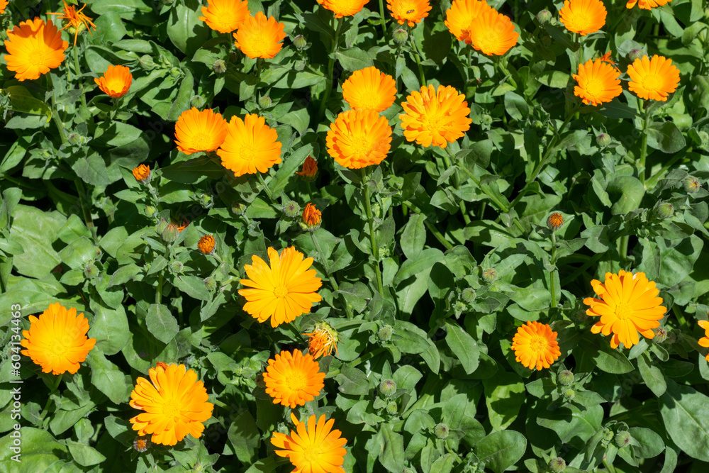 Orange yellow marigold flowers, medicinal plants grown in the garden, natural floral background