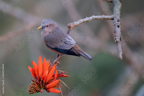 Chestnut-tailed starling from satchori forest, sylhet, bangladesh 