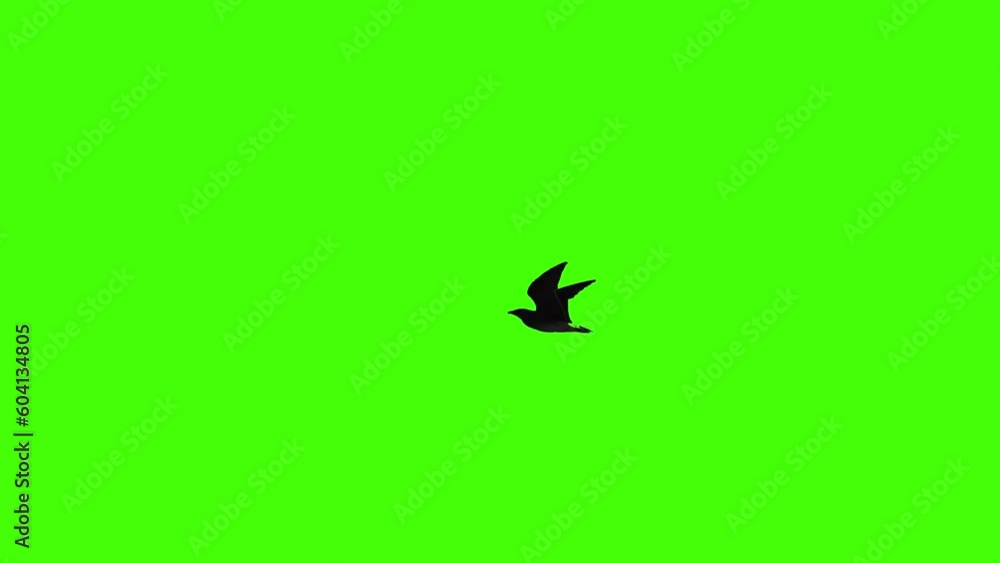 Flying bird on green screen isolated with chroma key, real shot vídeo ...