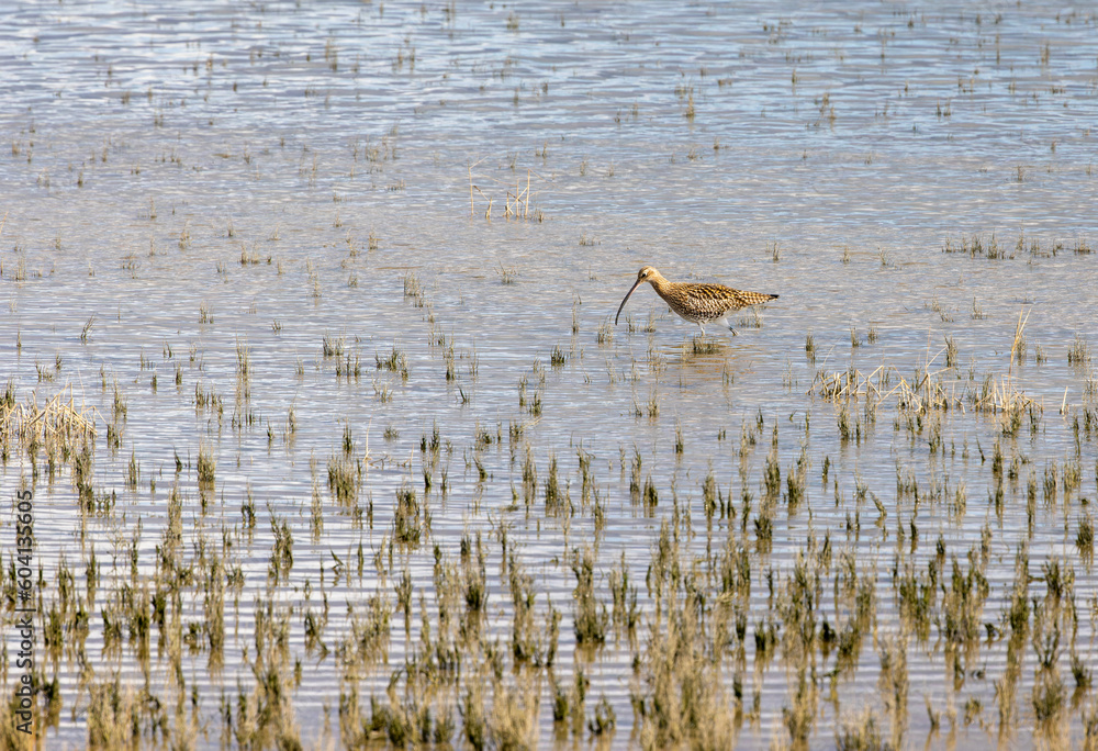 Curlew Curlew