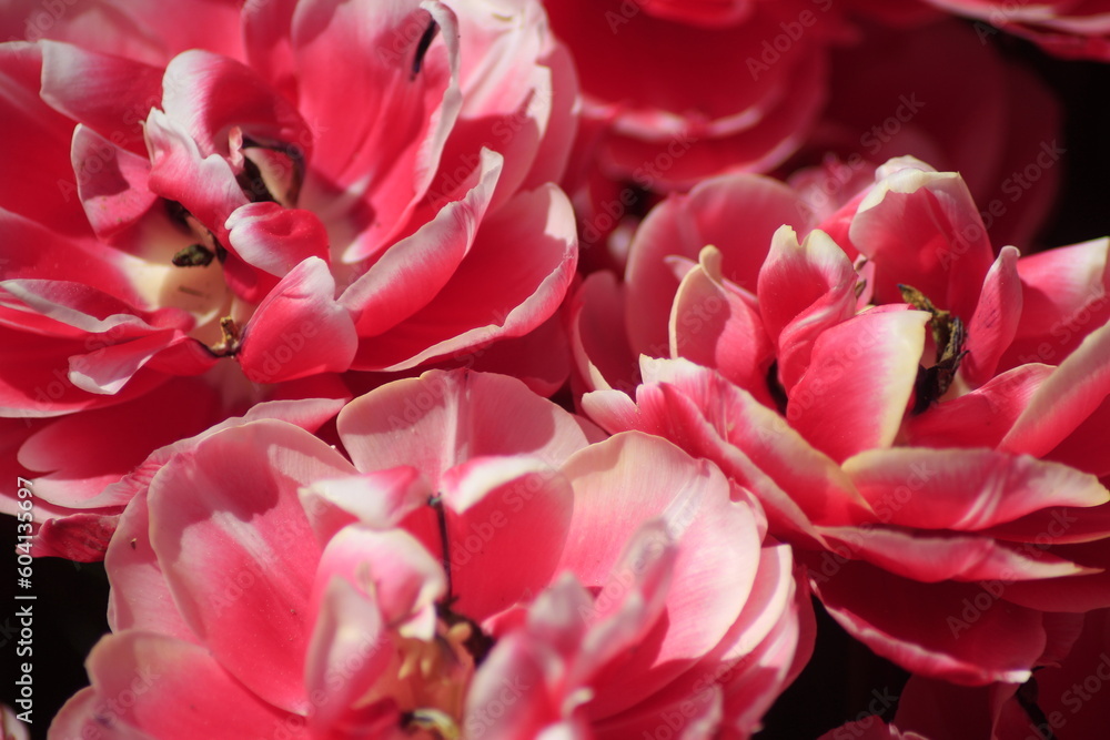 close up of pink tulip