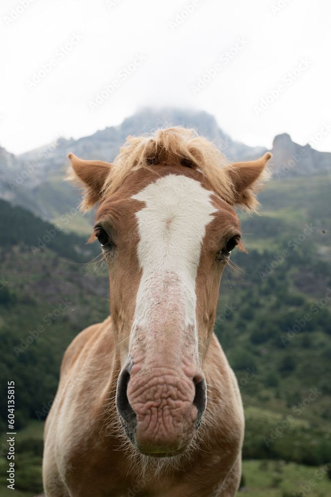 potro caballo marron y blanco retrato cerca montaña de fondo - obrazy, fototapety, plakaty 