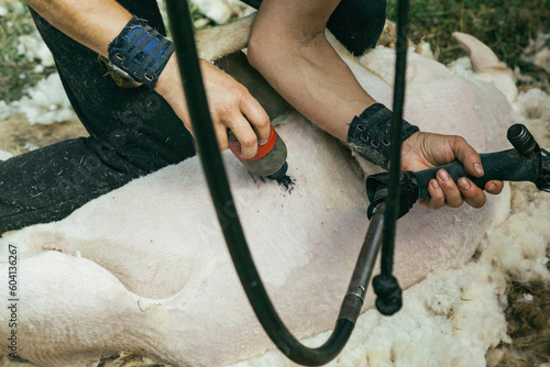 sheep shearer  photo