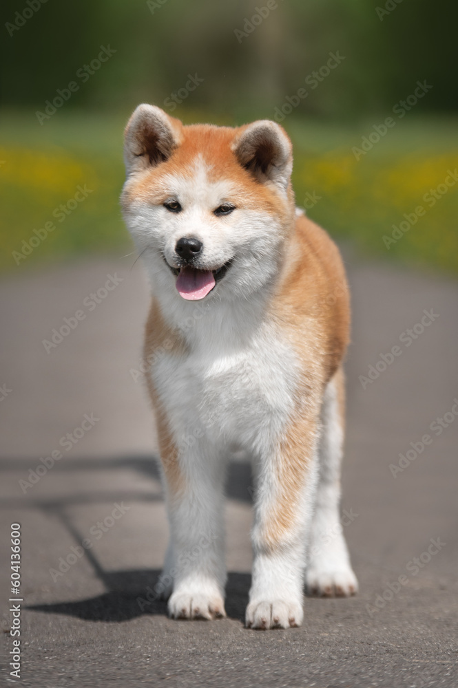 portrait of a akita inu puppy