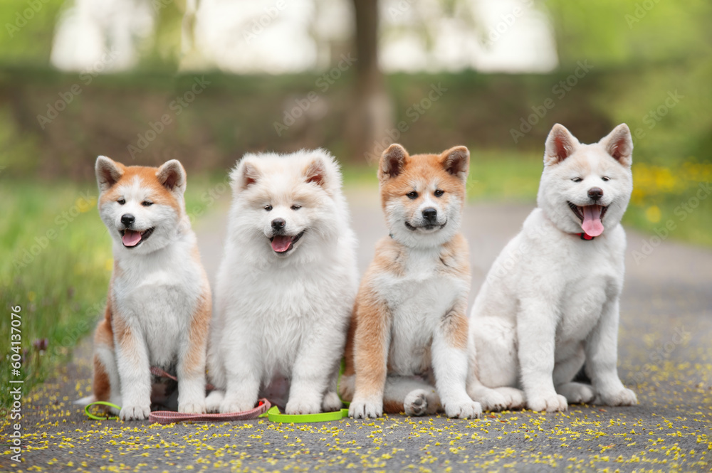 Four puppies of Japanese akita-inu breed dog