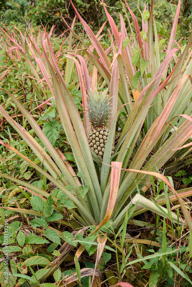 Obraz premium Young pineapple.