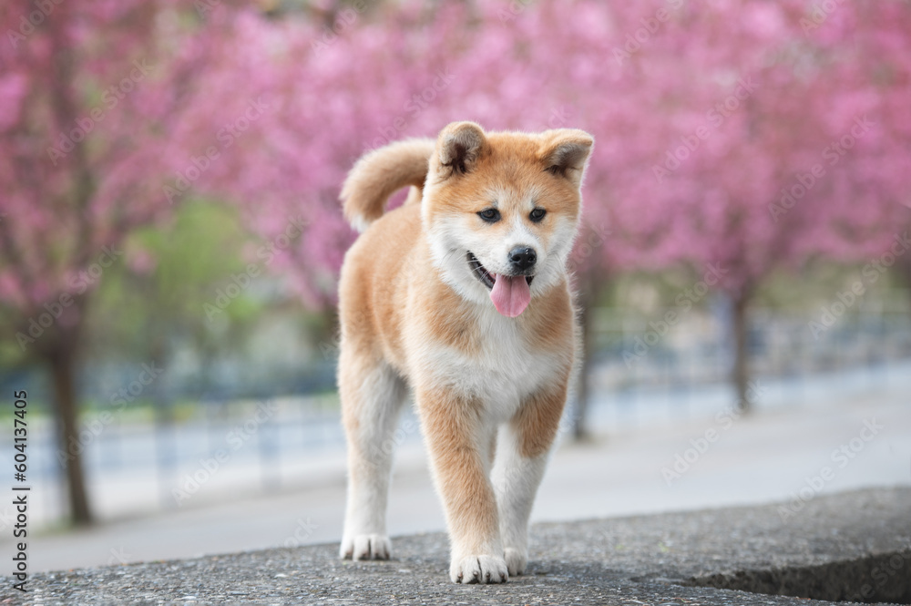 Four puppies of Japanese akita-inu breed dog. Akita inu in the park