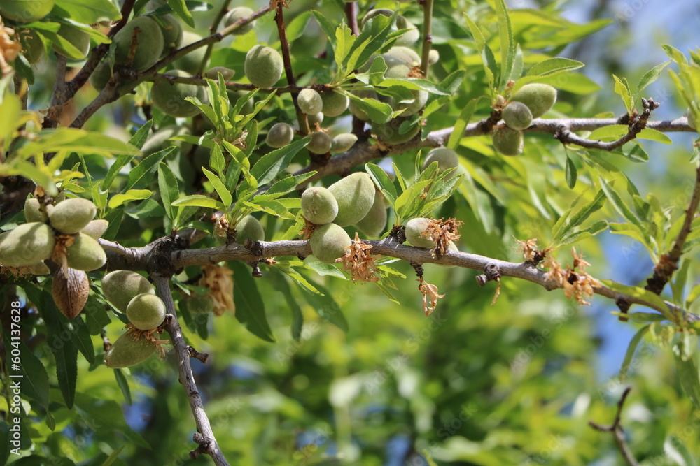 Obraz premium Green almonds on the tree in spring, Italy