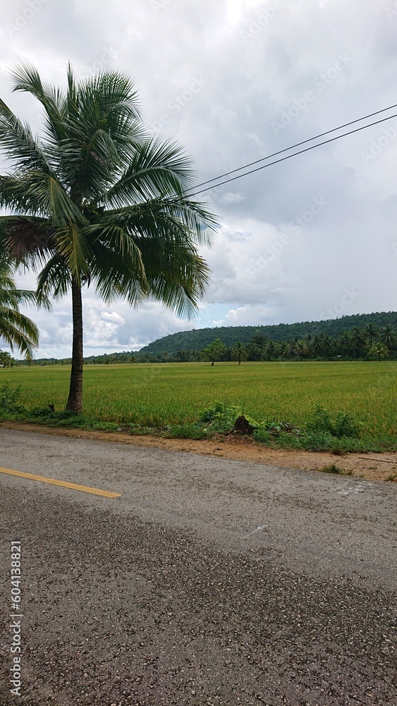 Fototapeta premium trees in the ricefield 