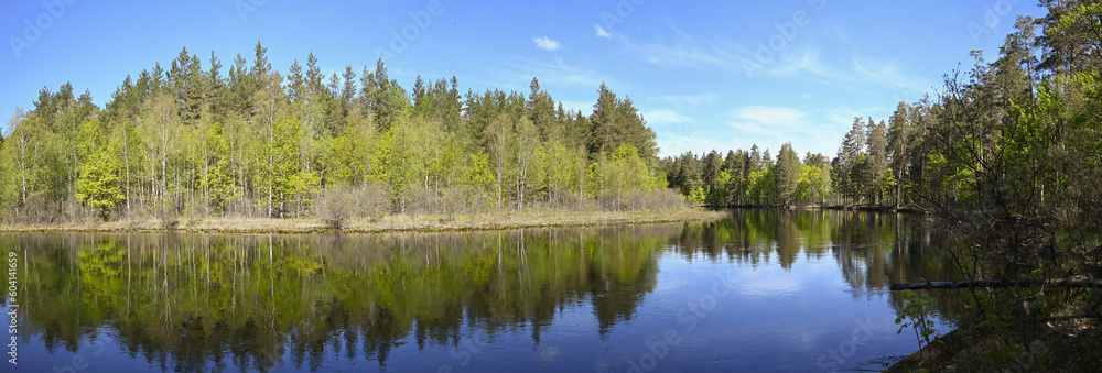 Obraz premium Panorama of the forest river in spring.