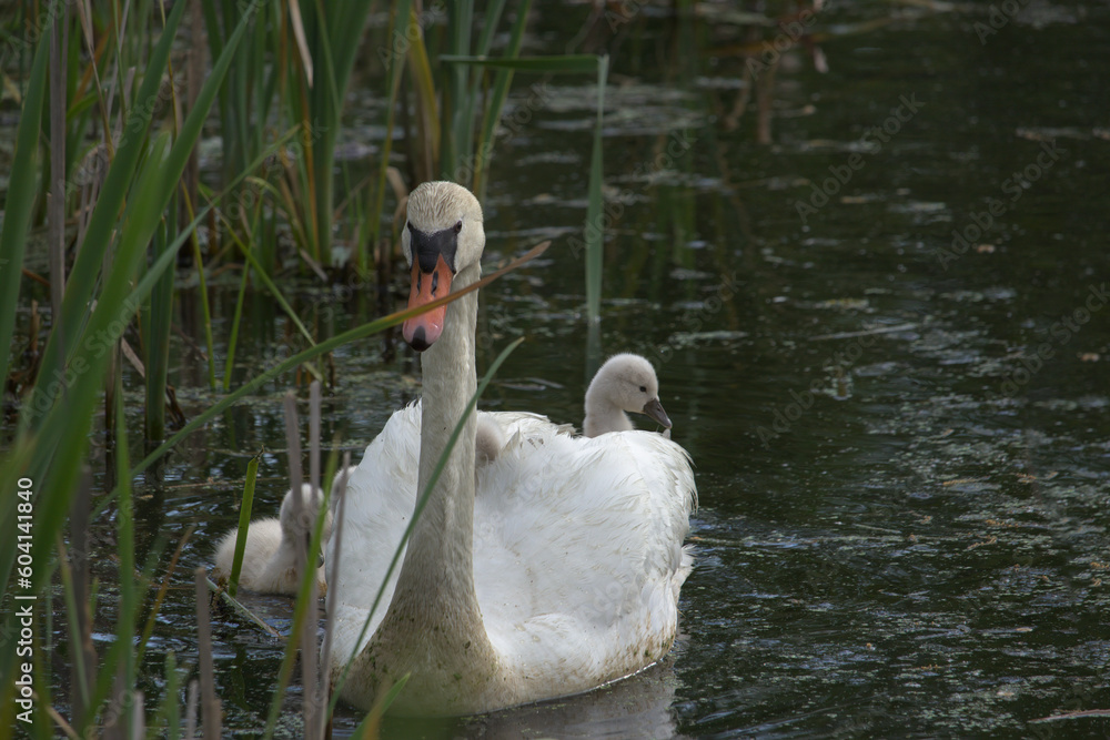 Female Mute Swan (Cygnus olor) with One Cygnet Riding on Back