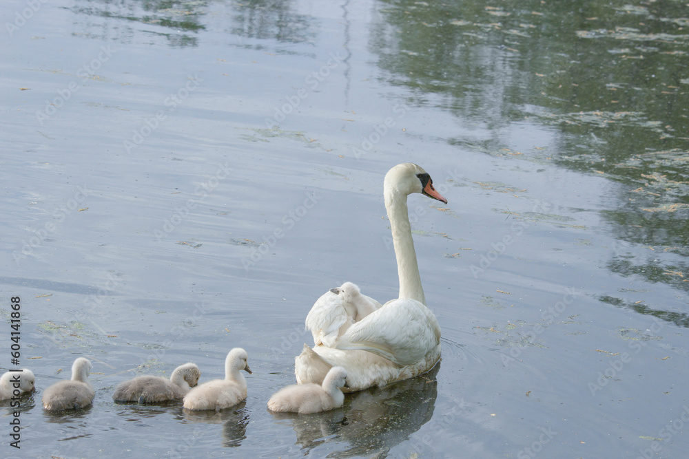 Female Mute Swan (Cygnus olor) with One Cygnets riding on Back and Six Cygnets Swimming Female Mute Swan (Cygnus olor) with One Cygnets riding on Back and Six Cygnets Swimming