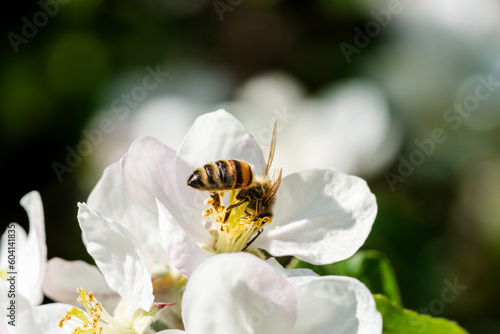 close up of a honey bee collecting nectar from an apple blossom / pollination