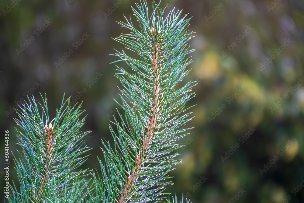 Background of green pine branches with water drops after rain Background of green pine branches with water drops after rain